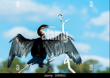 Long-tailed cormorano (Phalacrocorax africanus) Foto Stock