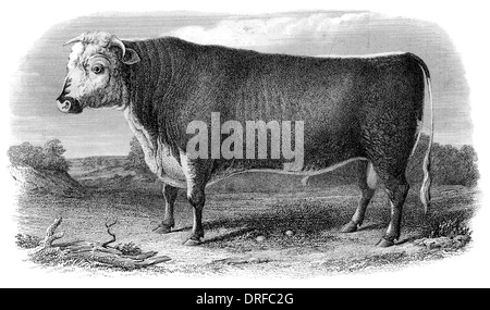 Hereford razza Bull circa 1880 Foto Stock