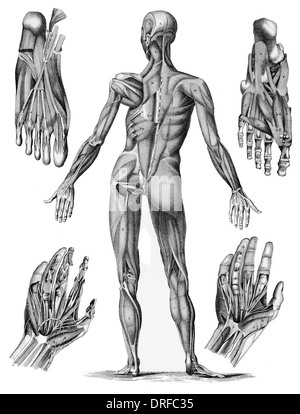 Il muscolo umano - Anatomia muscoli maschio dal retro retro tra cui mani e piedi Foto Stock