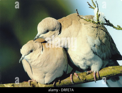 Pare di acciuffato colombe appollaiate su un ramo, reciproco comportamento preening Foto Stock