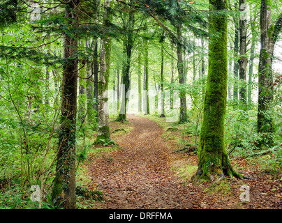 Il percorso che conduce attraverso il fitto bosco verde a Hart boschi al Lanhydrock in Cornovaglia. Foto Stock