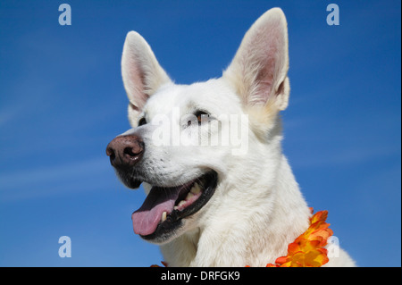 Bianco pastore tedesco indossando una lei Foto Stock