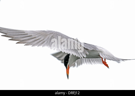 Tern comune in bilico in volo su un lago della prateria Foto Stock