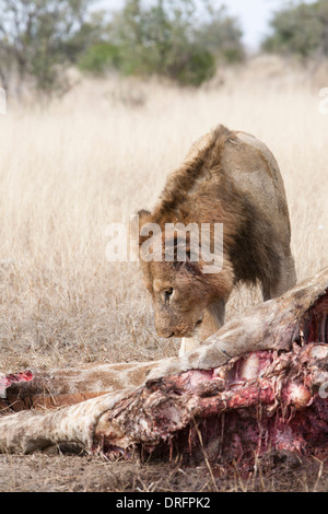 Maschio di leone africano a uccidere, Sud Africa (panthera leo) Foto Stock