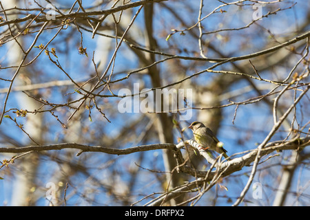 Verdone seduto su un ramo nella foresta di primavera Foto Stock