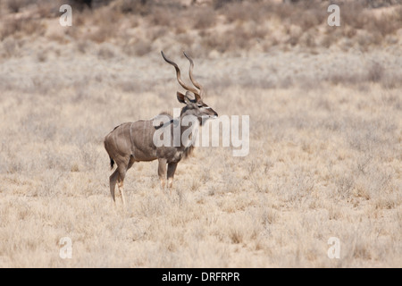 Kudu maggiore nel deserto del Kalahari Foto Stock