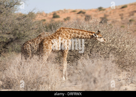 Giraffa meridionale alimentazione su una boccola nel deserto del Kalahari Foto Stock