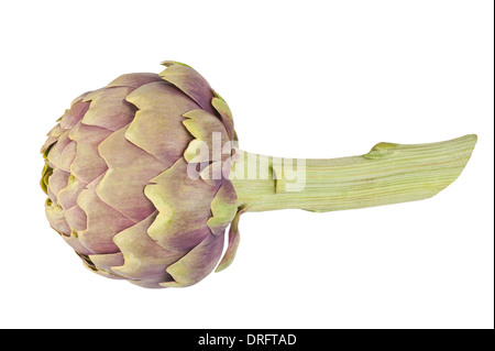 Carciofi freschi isolato su bianco Foto Stock