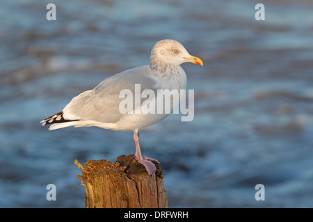 Adulto non europei di allevamento Herring Gull Larus argentatus sulle Isole Scilly Foto Stock