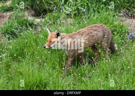 Unione Red Fox nel Regno Unito. Maggio Foto Stock