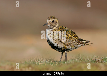 Piumaggio di allevamento European Golden Plover su un Yorkshire moor Foto Stock