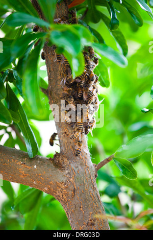 Honeybee sciame appeso su un ramo. Foto Stock