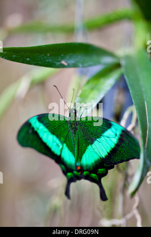 Smeraldo farfalla a coda di rondine Foto Stock