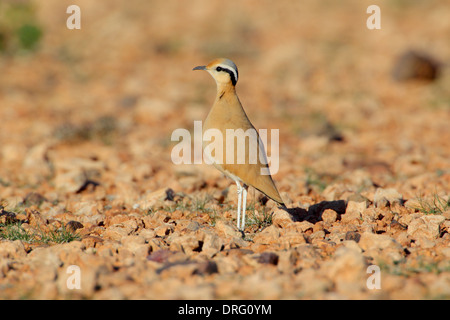 Adulto di colore crema Courser Cursorius cursor in Marocco Foto Stock