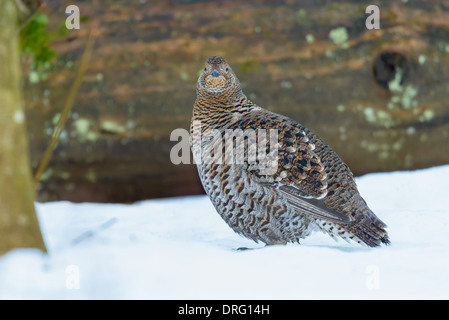 Weibliches Birkhuhn, Lyrurus tetrix, femmina di gallo forcello Foto Stock