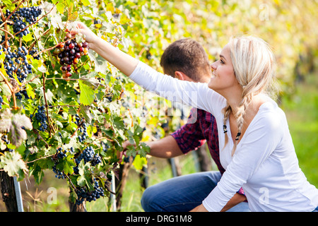 Vendemmia, coppia giovane raccolta uva, Slavonia Foto Stock