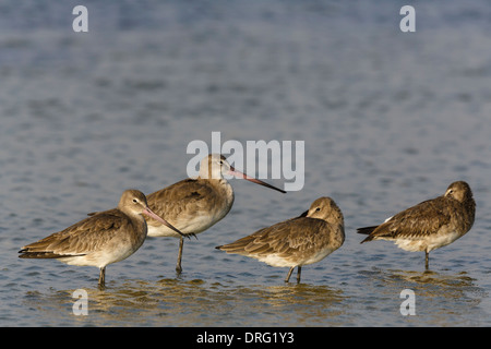 Nero-tailed Godwit - Limosa limosa - Inverno adulti Foto Stock