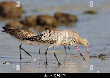 Bar-tailed Godwit Limosa lapponica - Inverno adulto Foto Stock