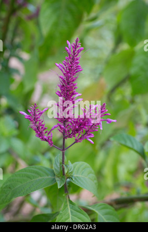 Primo piano della pianta Firespike Foto Stock