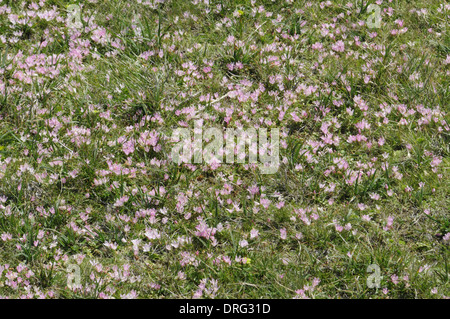 Bog Pimpernel - Anagallis tenella (Primulaceae) spunto da fermi Foto Stock