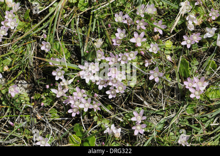 Bog Pimpernel - Anagallis tenella (Primulaceae) spunto da fermi Foto Stock