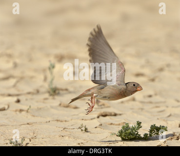 Trumpeter Finch - Bucanates githagineus Foto Stock