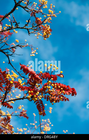 Guardando attraverso il colore di autunno di foglie e bacche di colore giallo di un sorbus Joseph Rock Rowan Tree Foto Stock