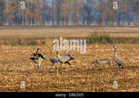 Grauer Kranich, grus grus, Eurasian Gru Gru comune, gruppo trumpeting sul campo di mais, Linum, Brandeburgo, Germania Foto Stock