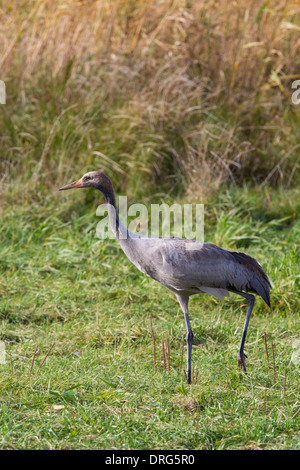 Grauer Kranich, grus grus, Eurasian Gru Gru comune, chick su pascoli, Germania Foto Stock