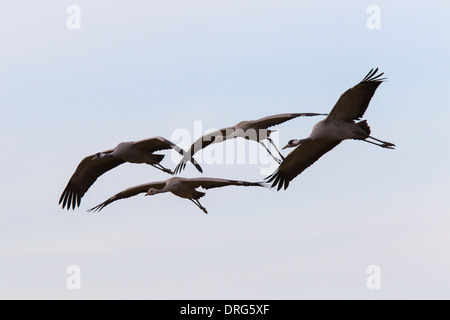 Grauer Kranich, grus grus, Eurasian Gru Gru comune, famiglia con due pulcini e genitori, Germania, in volo da posatoio Foto Stock