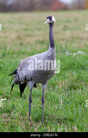 Grauer Kranich, grus grus, Eurasian Gru Gru comune, uccello adulto su pascoli, Germania Foto Stock