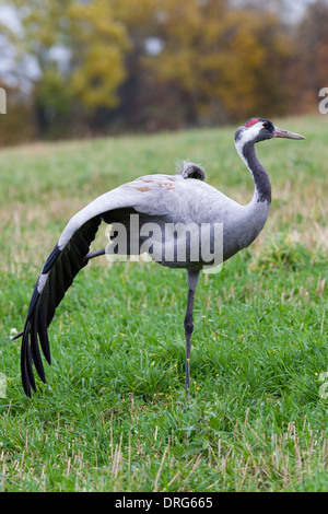 Grauer Kranich, grus grus, Eurasian Gru Gru comune, in equilibrio su una gamba, stretching ala, Germania Foto Stock