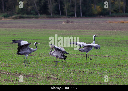 Grauer Kranich, grus grus, Eurasian Gru Gru comune, famiglia con ceci su inverno campo di coltivazione, visualizzazione Foto Stock