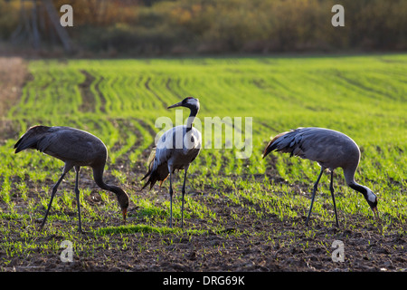 Gru comune, Grauer Kranich, grus grus, gru eurasiatica, famiglia alimentazione invernale sul campo di coltivazione, Germania Foto Stock