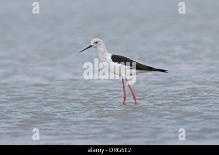 Black-winged stilt (Himantopus himantopus) rovistando in acqua poco profonda Foto Stock