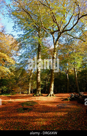 Inghilterra, Cheshire, Alderley Edge boschi in autunno Foto Stock