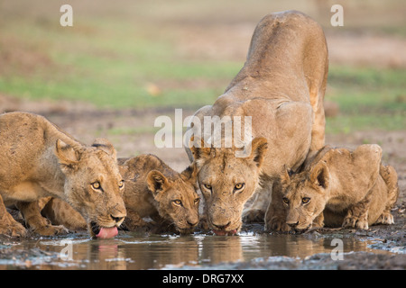 Lion (Panthera leo) e lupetti bere Foto Stock