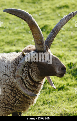 Loghtan pecore, Cregneash Folk Museum, Isola di Man Foto Stock