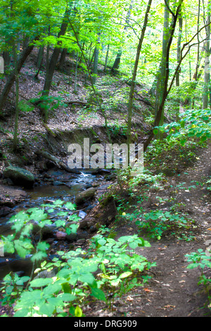 Flusso in Parfrey's Glen Wisconsin Stato Area Naturale Foto Stock