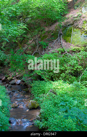 Flusso in Parfrey's Glen Wisconsin State Aree Naturali Foto Stock