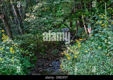 Flusso in Parfrey's Glen Wisconsin Stato Area Naturale Foto Stock