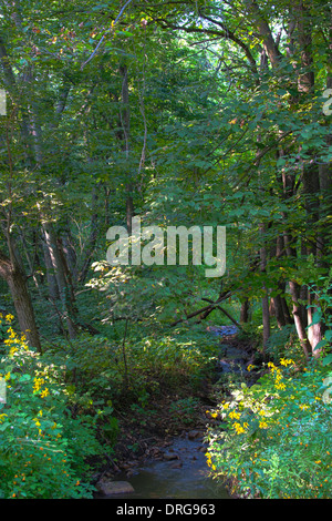 Flusso in Parfrey's Glen Wisconsin Stato Area Naturale Foto Stock