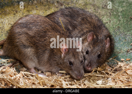 Marrone o Norvegia, Ratti (Rattus norvegicus). Foto Stock