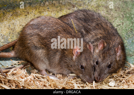 Ratti marrone (Rattus norvegicus). Coppia. Foto Stock