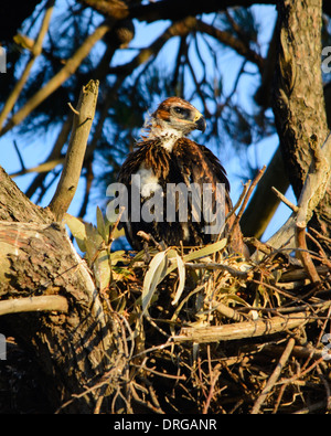 Cuneo Tailed Eagle pulcino su nest Foto Stock