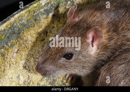 Marrone (Ratto Rattus norvegicus). Testa che mostra le caratteristiche facciali, organi di senso, vibrissae, naso, occhi, orecchie esterne. Foto Stock