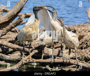 Ibis sacri chick essendo alimentato. Foto Stock
