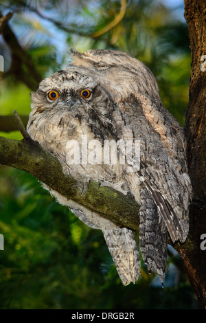 Bruno Frogmouth pulcino con un genitore. Foto Stock