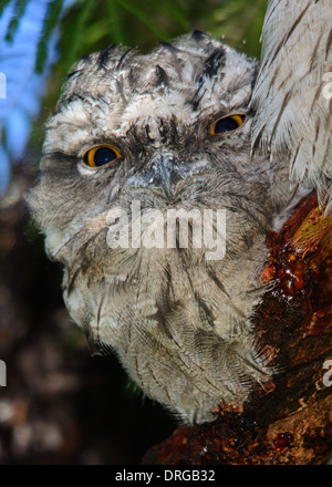 Neonata Frogmouth Bruno. Foto Stock