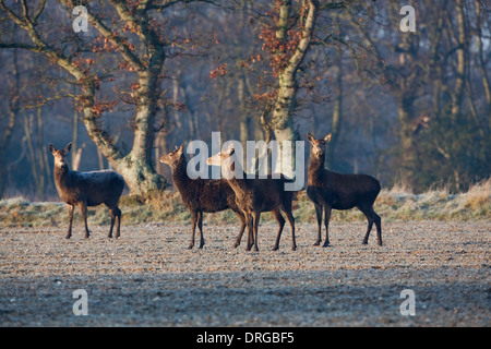 Il cervo (Cervus elaphus). Gli animali alla ricerca di cibo nel freddo estremo di un inverno duro. Ingham, Norfolk. Foto Stock